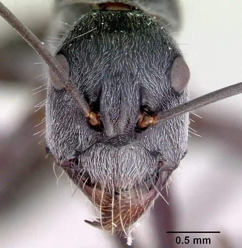 Camponotus prosseri specimen