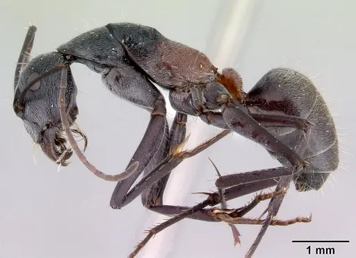 Camponotus prosseri specimen