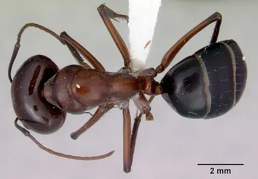 Camponotus prosseri - CASENT0172147