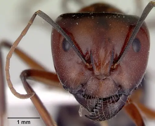 Camponotus prosseri - CASENT0172147