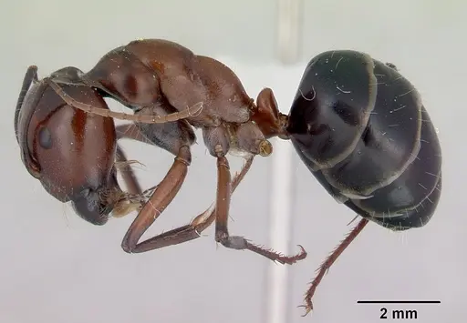 Camponotus prosseri - CASENT0172147