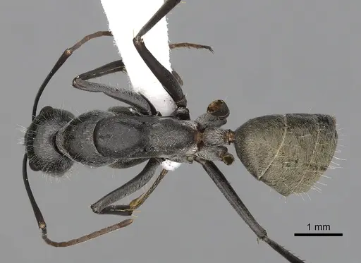 Camponotus prosseri - CASENT0280209