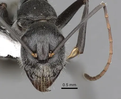 Camponotus prosseri - CASENT0280209