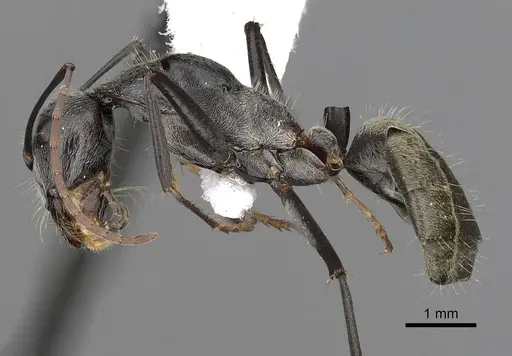 Camponotus prosseri - CASENT0280209