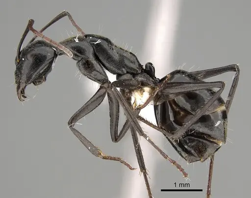 Camponotus prosseri - CASENT0887664