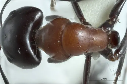 Camponotus prosseri - JDM32-001316