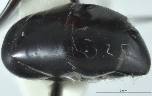 Camponotus prosseri - JDM32-001316