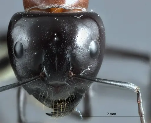 Camponotus prosseri - JDM32-001316