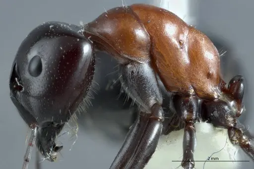 Camponotus prosseri - JDM32-001316