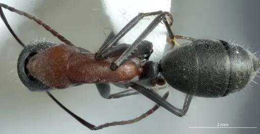 Camponotus prosseri - JDM32-001317