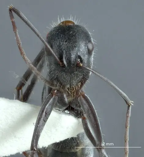 Camponotus prosseri - JDM32-001317