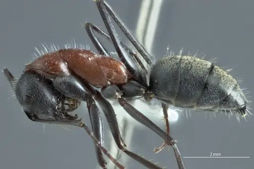 Camponotus prosseri - JDM32-001317