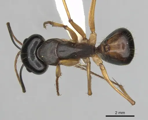Camponotus prostans specimen
