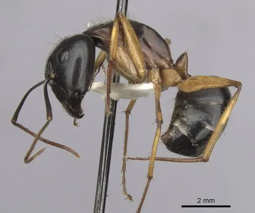 Camponotus prostans specimen