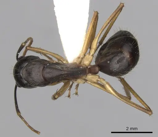 Camponotus prostans - CASENT0280200