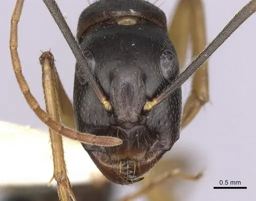 Camponotus prostans - CASENT0280200