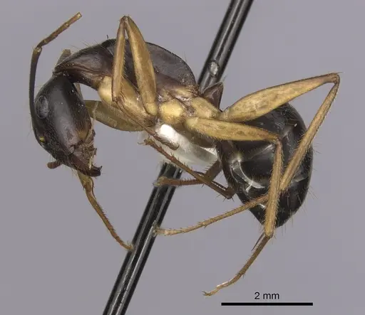 Camponotus prostans - CASENT0280200