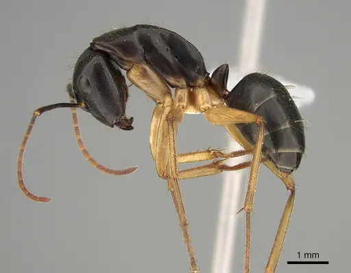 Camponotus prostans - CASENT0887650
