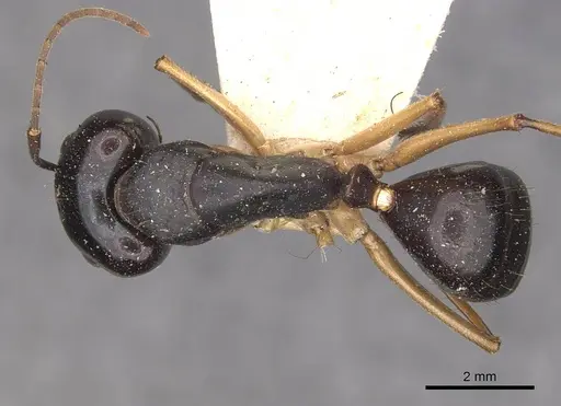 Camponotus prostans - CASENT0910311