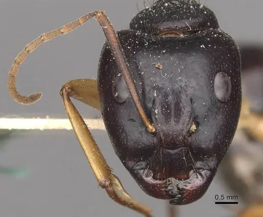 Camponotus prostans - CASENT0910311