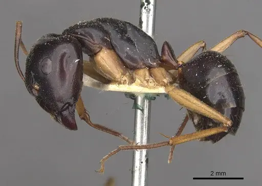 Camponotus prostans - CASENT0910311