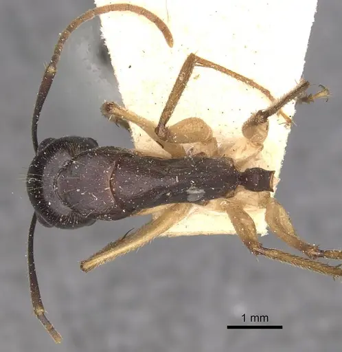 Camponotus prostans - CASENT0910312