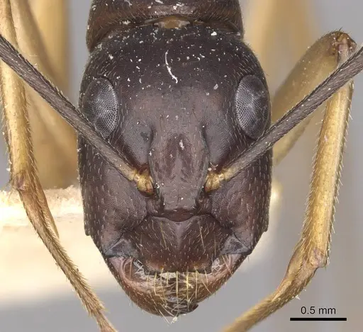 Camponotus prostans - CASENT0910312