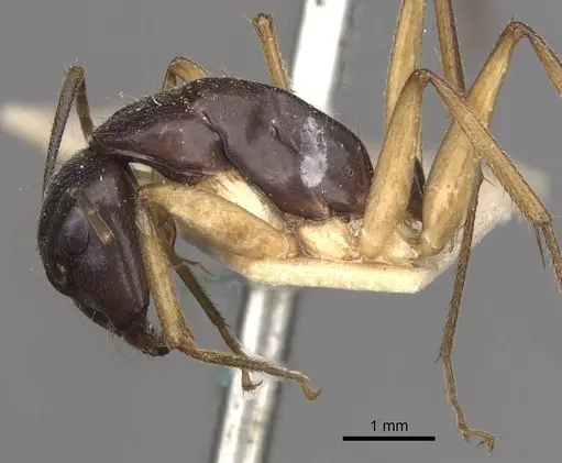 Camponotus prostans - CASENT0910312