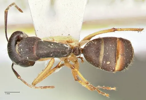 Camponotus prostans - FOCOL2451