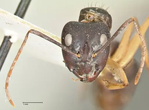 Camponotus prostans - FOCOL2451