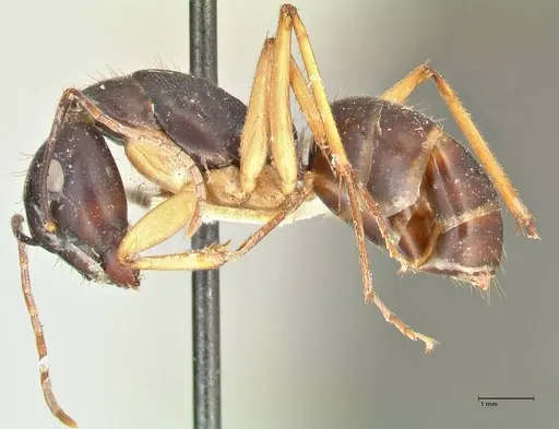 Camponotus prostans - FOCOL2451