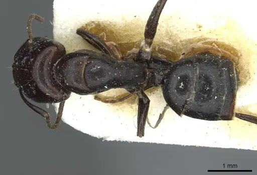 Camponotus prosulcatus specimen