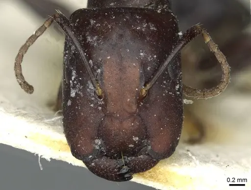 Camponotus prosulcatus specimen