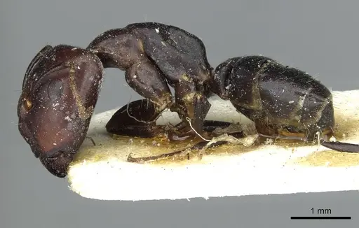 Camponotus prosulcatus specimen