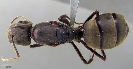 Camponotus pseudolendus specimen