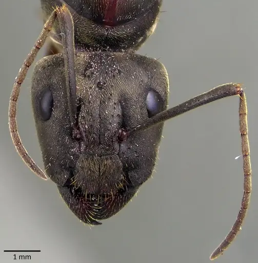Camponotus pseudolendus specimen