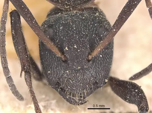 Camponotus puberulus specimen