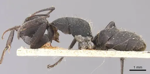 Camponotus puberulus specimen