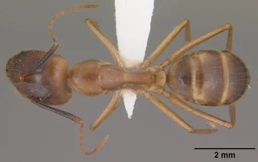 Camponotus pudorosus specimen