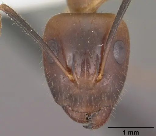 Camponotus pudorosus specimen