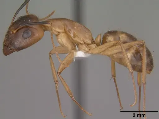Camponotus pudorosus specimen