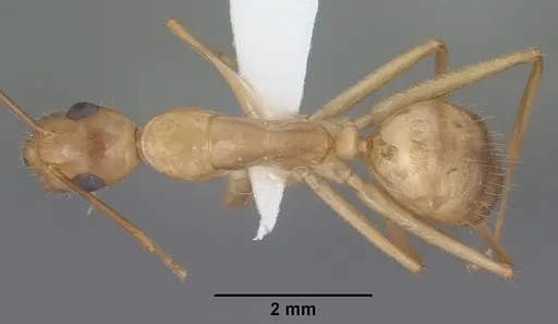 Camponotus pudorosus - CASENT0102791