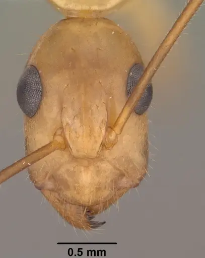 Camponotus pudorosus - CASENT0102791