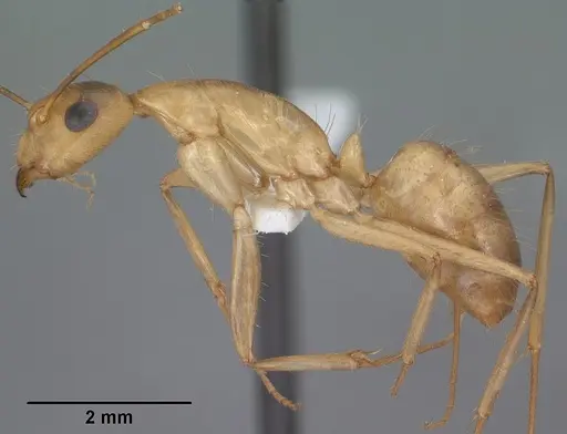 Camponotus pudorosus - CASENT0102791