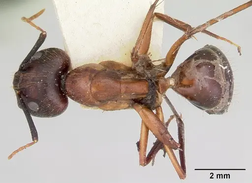Camponotus pudorosus - CASENT0103420
