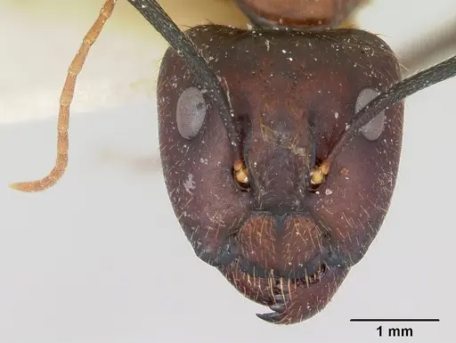 Camponotus pudorosus - CASENT0103420