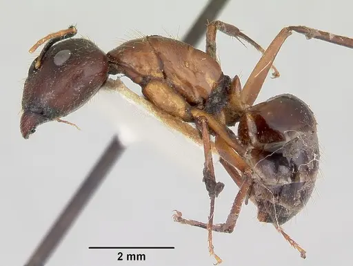 Camponotus pudorosus - CASENT0103420