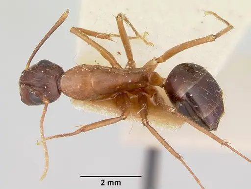 Camponotus pudorosus - CASENT0103421