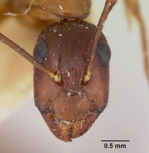 Camponotus pudorosus - CASENT0103421