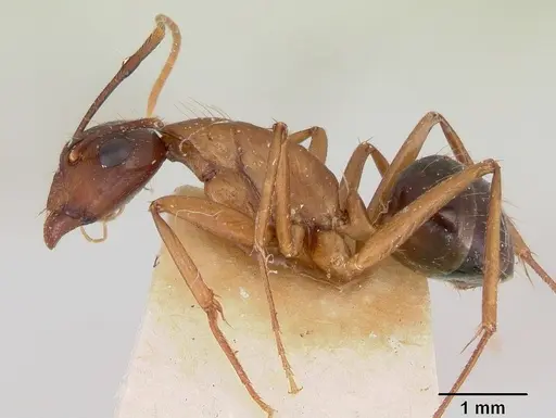 Camponotus pudorosus - CASENT0103421